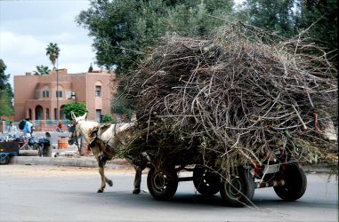 Eselkarren in Marrakesch