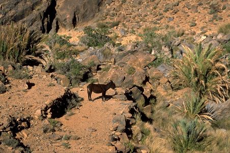 Landschaft zwischen Agadir und Tafraoute