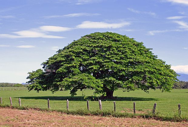 Arbol de Guanacaste (Enterolobium cyclocarpum) der Nationalbaum Costa Ricas, Flicka Arbol de Guanacaste (Enterolobium cyclocarpum) der Nationalbaum Costa Ricas, Flicka