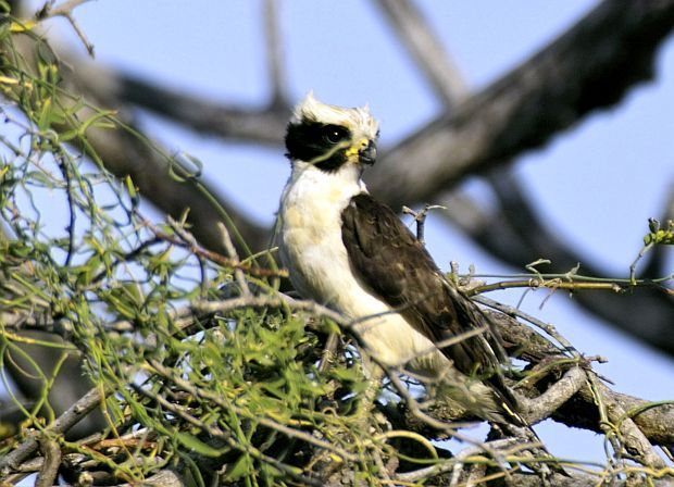 Lachfalke (Herpetotheres cachinnans), Liberia, Costa Rica