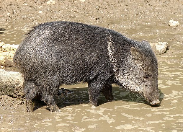 Halsbandpekari (Pecari tajacu), Chrumps