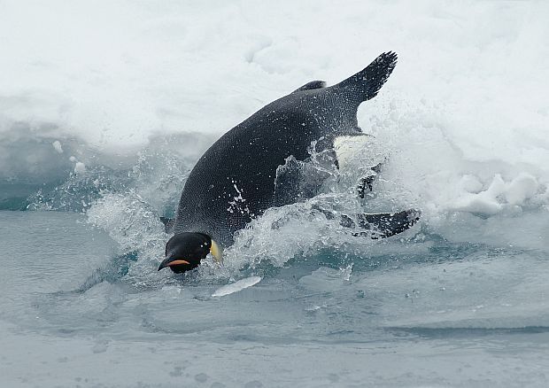 Tauchender Kaiserpinguin (Aptenodytes forsteri)