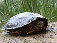 Kaspische Bachschildkröte (Mauremys caspica), Curro Hernandez