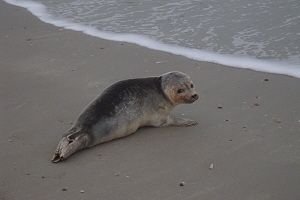 Robbe, Blavand Strand, Dänemark