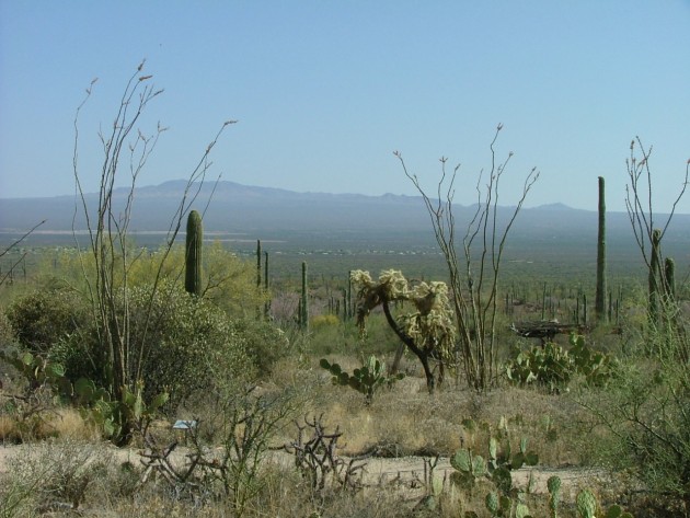 Arizona-Sonora_Desert