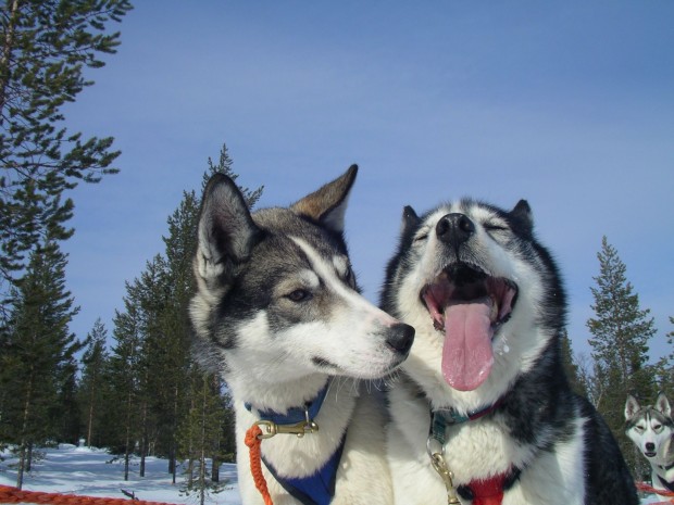 Finnland_Husky