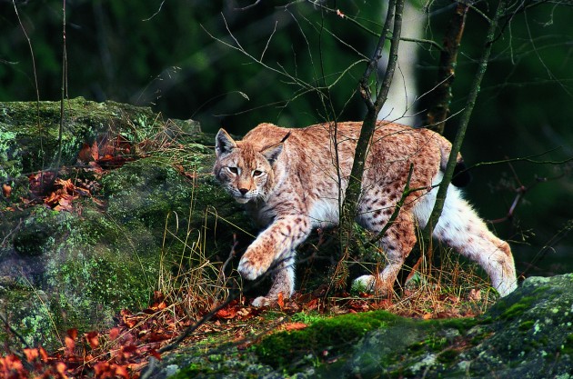 Luchs