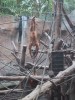 Pongoland_01