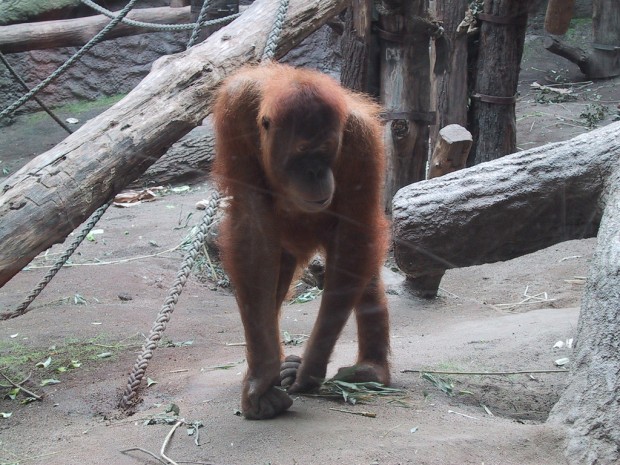 Pongoland_02