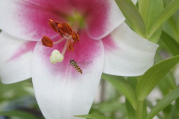 Schwebfliege