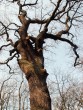 Nationalpark_Hainich_-_Alte_Eiche