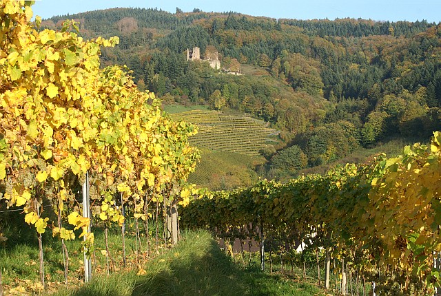 Reben_in_Oberkirch_mit_Burgruine_Schauenburg