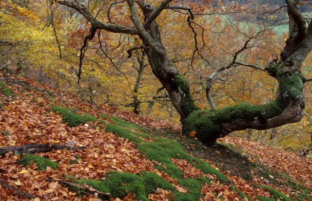 Skurrile_Baumformen_im_Herbstkleid