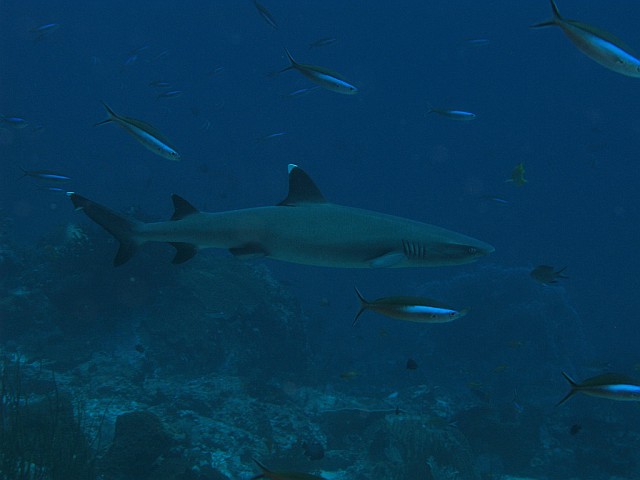 Whitetip_Reefshark