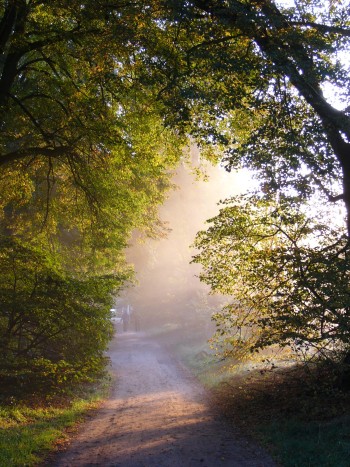Herbst_Stimmung_Mueritz_Nationalpark__Sarah_Bude