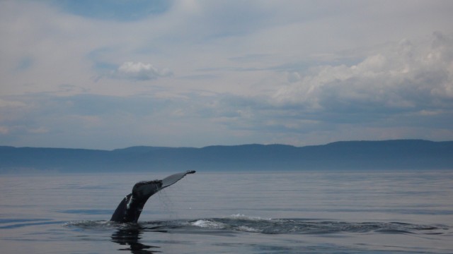 Wal_taucht_bei_Tadoussac