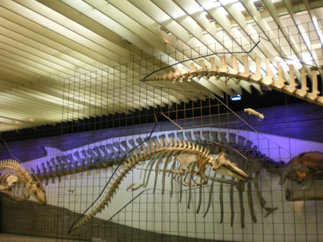 Wale_im_Senckenberg_Museum_in_Frankfurt