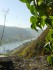 Die_Mosel_bei_Burg_Bischofstein