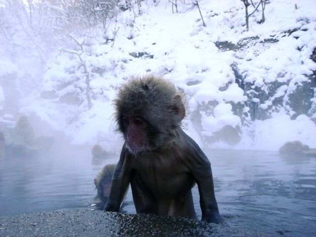 Snow_Monkeys_in_Jigokudani