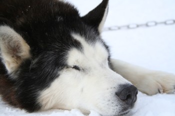 zzzzz_-_sleeping_Husky