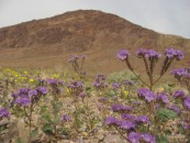 Death_Valley_National_Park_California