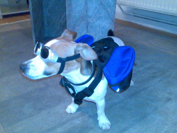 Der_Coolste_Hund_der_Welt