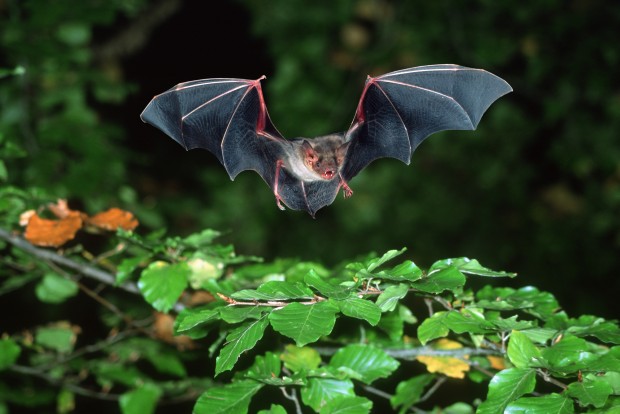 Im_Laubwald_fliegendes_Gr_Mausohr_Klaus_Bogon