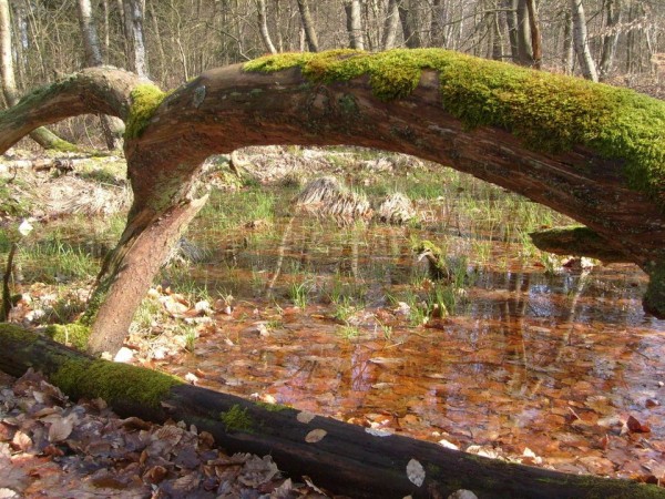 Moosbedeckter_Baum_im_Wald_Mueritz_Nationalpark