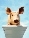 Oink_Are_you_SCARED