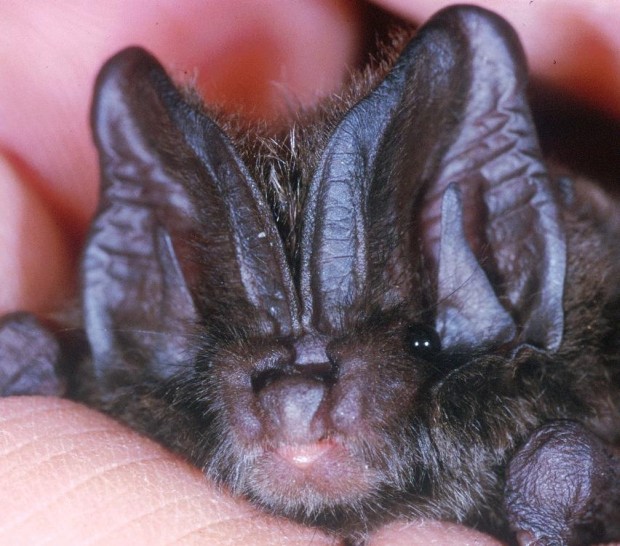Portrait_Mopsfledermaus_Foto_Gerhard_Maescher