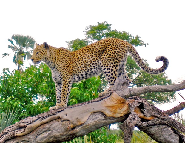 leopard_on_tree_stump