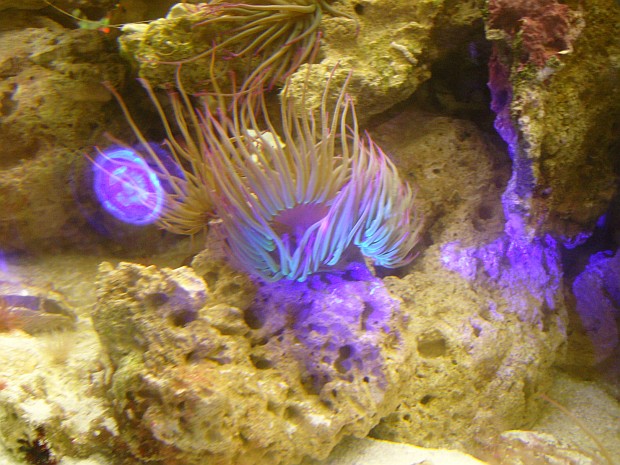 Anemonen