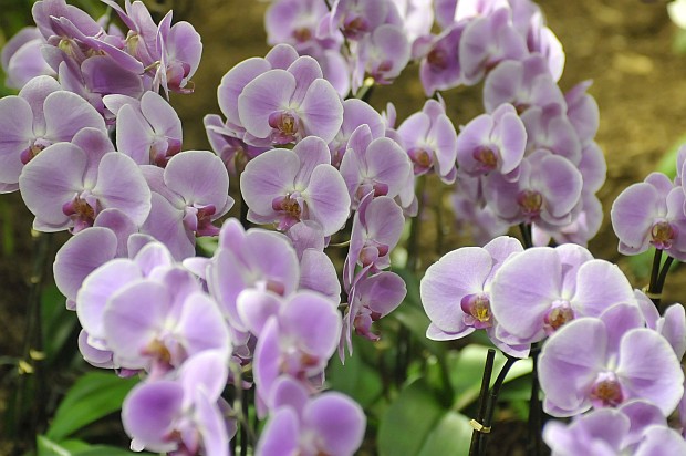 Orchideen