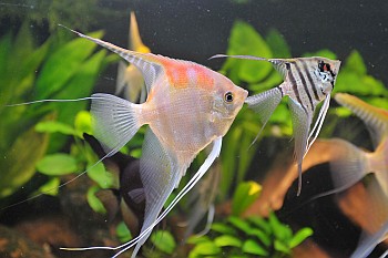 Pterophyllum_scalare