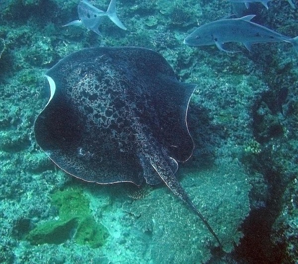 Rochen_Ningaloo_reef