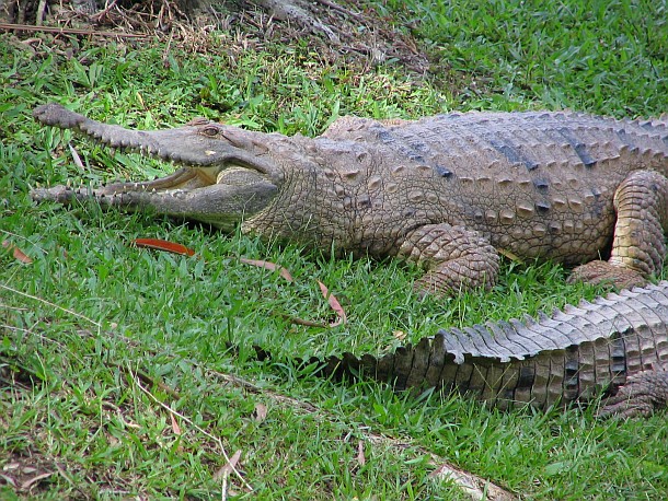 Freshwater_Crocodiles_at_Australia_Zoo
