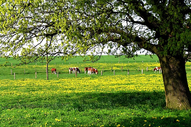 Fruehling_im_Muensterland