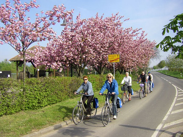Radfahren an der Südlichen Weinstraße