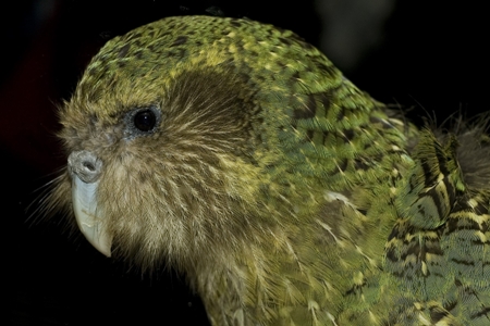 Sirocco - a New Zealand kakapo