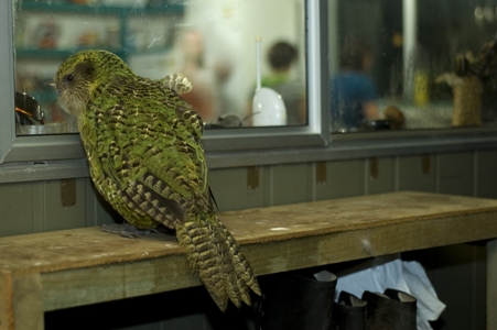 Sirocco - a New Zealand kakapo