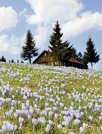 Farbenpracht am Hündle bei Oberstaufen die Krokusblüte