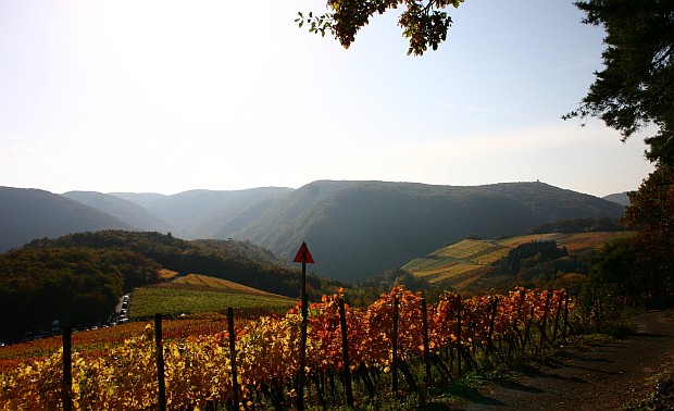 Rotweinwanderweg bei Ahrweiler
