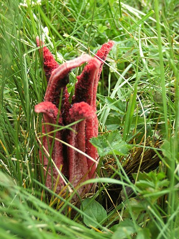 Tintenfischpilz_Clathrus_archeri_syn._Anthurus_archeri_-_eine_Pilzart_aus_der_Gattung_der_Gitterlinge_Clathrus_Fundort_Almwiese_Wildschnau_sterreich