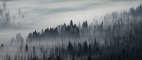 Faszinierender Nebelwald - Bayerischer Wald