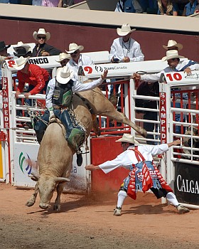 A bull riding contestant at the Calgary Stampede rodeo