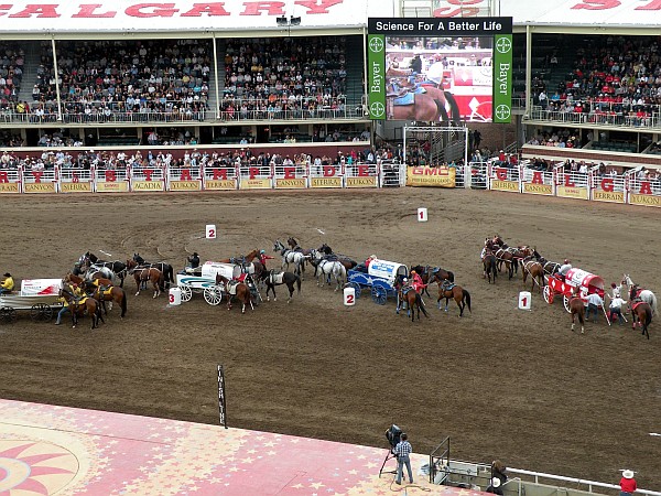 Chuckwagon racing at the 2009 Calgary Stampede