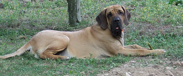 Fila Brasileiro Fila Brasileiro