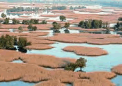 Naturpark Kopacki rit, Kroatien