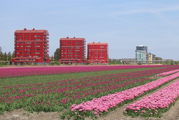 Tulpenfelder in Almere