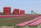 Tulpenfelder_Almere